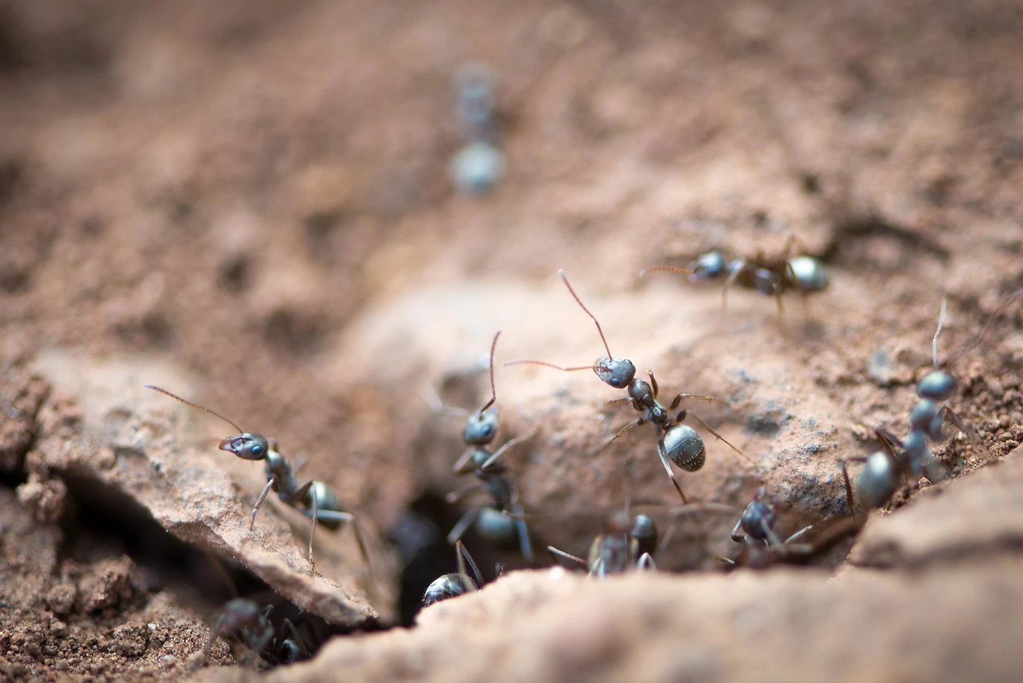 Collecting ants and soil throughout California mountains UCR